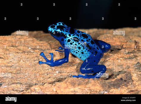  Dendrobates –  Con ếch độc nhỏ bé nhưng lại sở hữu sắc màu rực rỡ như tranh vẽ!