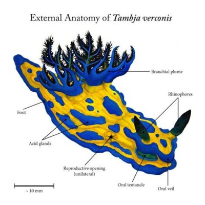  Dorid Nudifranch:  A Sea Slug That Looks Like It Just Stepped Out of an Abstract Painting!