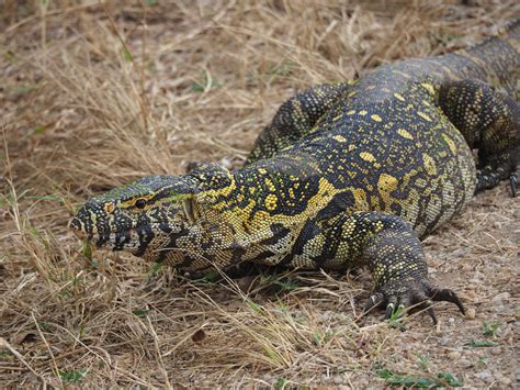  Nile Monitor: A Fascinating Creature With Scaly Armor and Agile Movements!