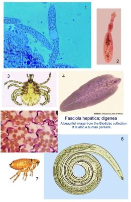 Viteziella! A Microscopic Parasite Living a Life of Stealth and Subterfuge