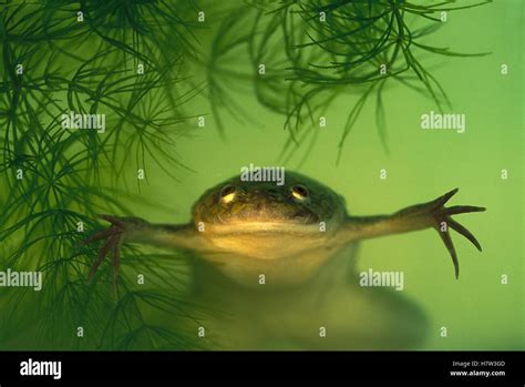  Xenopus: A Slimy Ambassador from Africa's Waters That Leaps into Scientific Research!