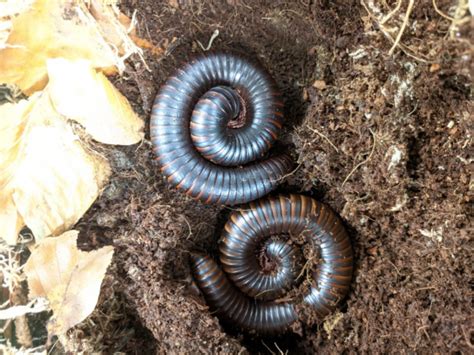  Archispirostreptus Gigas: A Giant Millipede With an Appetite for Decaying Leaves!