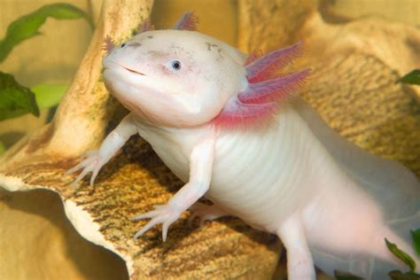  Axololotl: Một Loài Cá Bốn Chân Rất Lạ Lùng Hoặc Có Thể Nói Là Con Quái Vật Nước Trong Suốt!