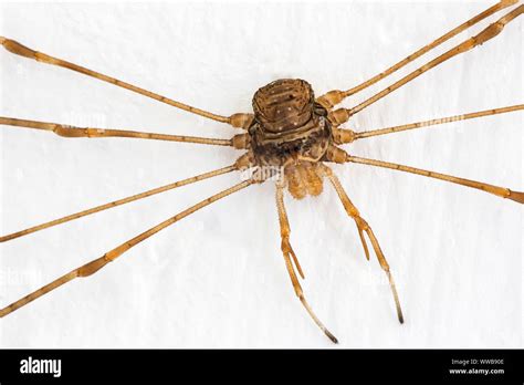  B harvestman - A Unique Arachnid With Eight Legs and No Venom!