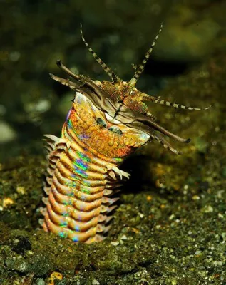  Bobbit Worm: Một Loài Sâu Chùn Nổi Tiếng Với Nụ Hôn Tử Thần Cực Khốc!