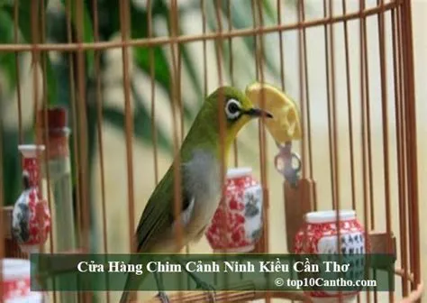  Chim Nhạn: Vẻ đẹp tinh tế của những chú chim bay lượn giữa trời xanh!