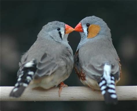  Chim Zebra Finch - Con Chim Hót Mạnh Mẽ Có Khả Năng Bắt Chước Tiếng Gọi!