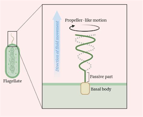  Chloromonas - Một Tổ Hợp Lạ Lùng Của Năng Lượng Mặt Trời Và Chuyển Động Bằng Roi