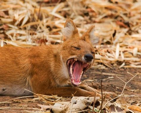  Dhole! Những con chó hoang dã có tiếng sủa vang vọng và khả năng săn mồi đáng kinh ngạc