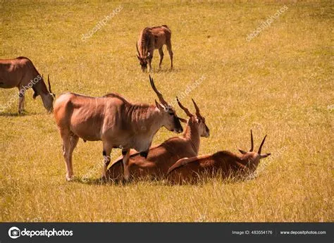  Eland! These Majestic Antelopes are Truly Giants Among Grazers