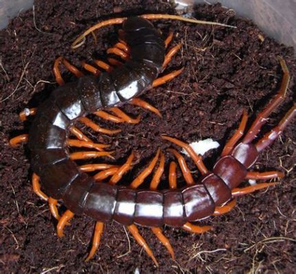  Foot-Slithering Frenzy! Discovering the Fascinating World of the Fire Centipede