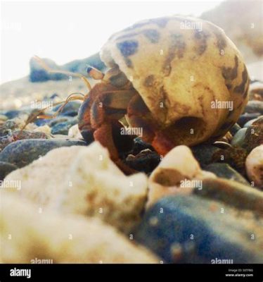  Hermit Crab:  Exploring Coastal Wonders as Sheltering Treasures!