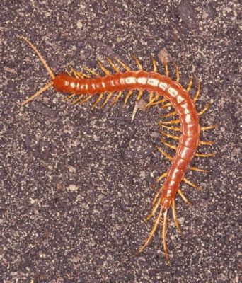  Imposter Millipede: A Tiny Creature That Looks Like It Stole A Centipede's Clothes!