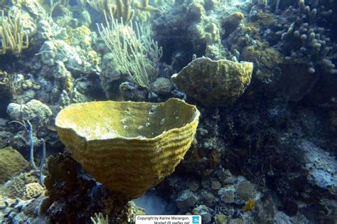  Ircinia: A Colorful Sponge Offering Insights into Ocean Ecosystems!