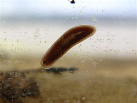  Isocladus: A Tiny Flatworm That Crawls and Thrives in Freshwater Environments!