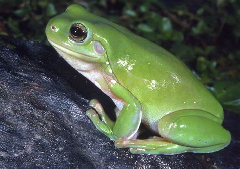  Litoria! Những Con Ếch Nổi Bật Với Màu Sắc Rực Rỡ Và Hóa Thân Kỳ Diệu