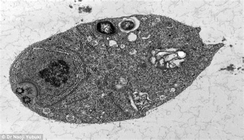  Monocercomonoides - A Single-Celled Creature Defying All Odds: Swimming with a Secret!