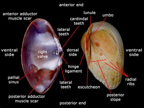  Petricolina!  A Bivalve Masterpiece Hiding Within the Depths