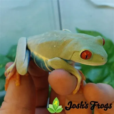  Red-Eyed Tree Frog: A Living Emerald Jewel With Suction Cups for Feet That Defy Gravity