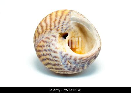  Umbonium - A Tiny Spiral Shell Dweller that Embraces Both Seashore Adventures and Coastal Burrowings!