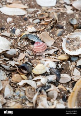  Yoldia - Seashells That Whisper Ancient Tales From The Ocean Depths!