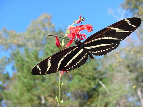  Zebra Longwing: How Can This Beautiful Butterfly With Metallic Stripes Ever Fly Without Losing Its Sparkly Wings?