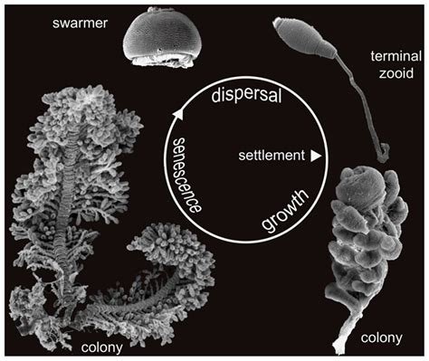  Zoothamnium!  A Ciliate That Makes a Home for Itself by Growing Colonies and Building Houses!